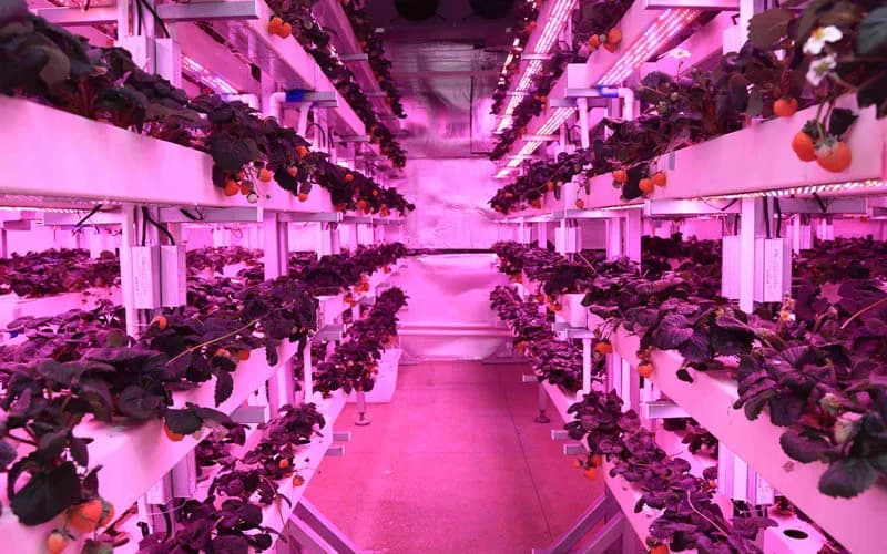 Dando forma al futuro de la agricultura mediante tecnología de iluminación avanzada.