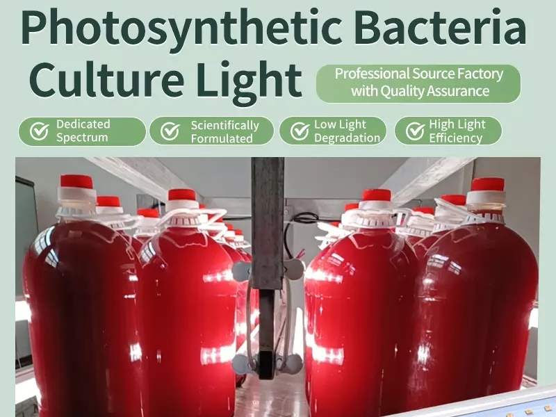 Photosynthetic Bacteria culture lamp