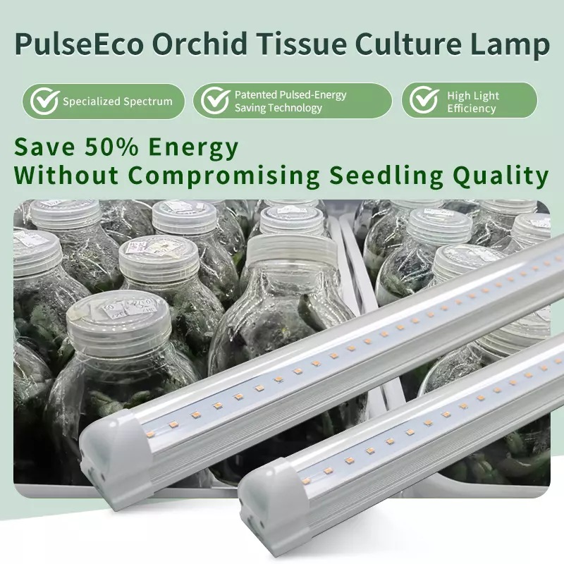 PulseEco Orchid tissue culture light