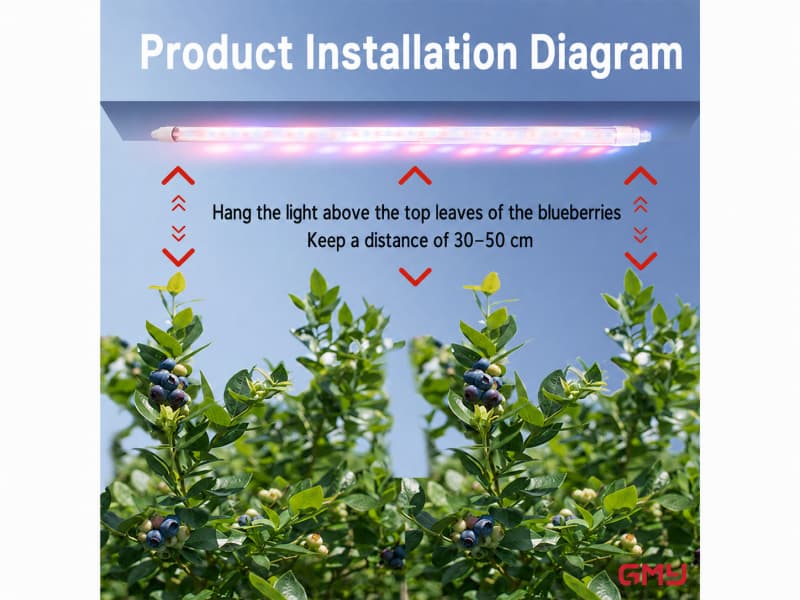 Full spectrum blueberry supplementary lighting